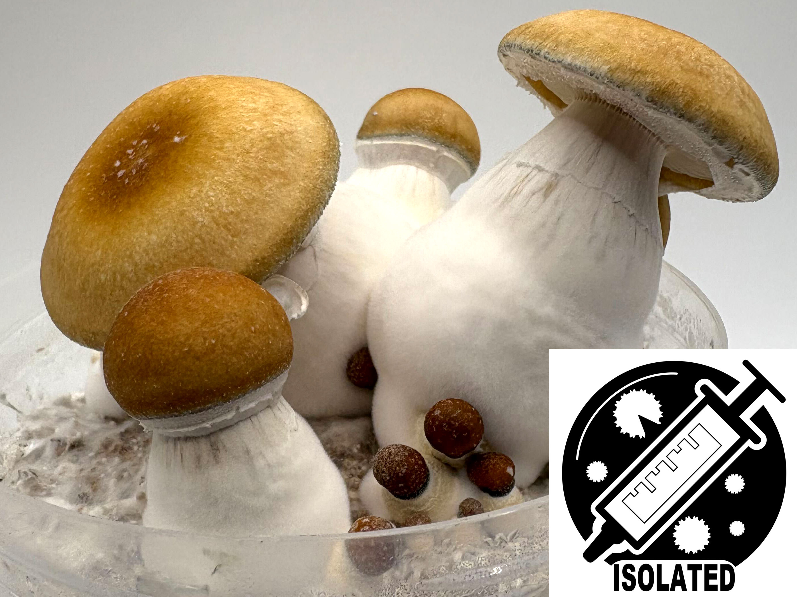 Psilocybe cubensis : Hillbilly Pumpkin Spore Isolate Syringe